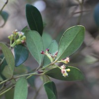 Syzygium spathulatum Thwaites